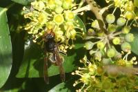 Vespa velutina
