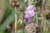 Apis mellifera