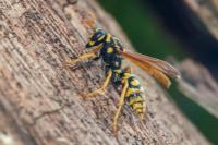 Polistes dominula