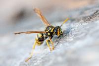 Polistes dominula