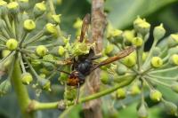 Vespa velutina