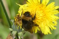 Bombus sp (terrestris/lucorum/cryptarum/magnus)