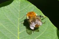 Bombus sp (pascuorum/humilis/muscorum)