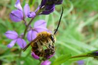 Eucera longicornis