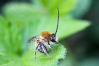 Eucera
