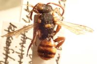 Nomada bifasciata bifasciata