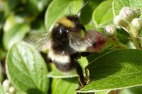 Bombus sp (terrestris/lucorum/cryptarum/magnus)