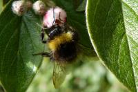 Bombus pratorum