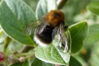 Bombus hypnorum
