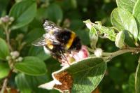 Bombus sp (terrestris/lucorum/cryptarum/magnus)