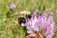 Bombus sp (pascuorum/humilis/muscorum)