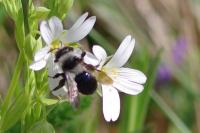 Andrena cineraria