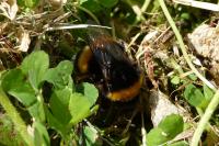 Bombus sp (terrestris/lucorum/cryptarum/magnus)