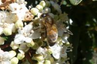 Apis mellifera