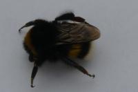 Bombus sp (terrestris/lucorum/cryptarum/magnus)