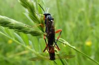 Tenthredopsis stigma