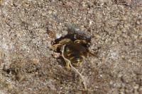 Andrena flavipes