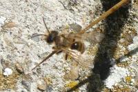 Andrena flavipes
