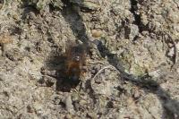 Andrena