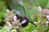 Xylocopa violacea