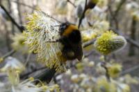 Bombus