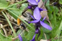 Bombus sp (pascuorum/humilis/muscorum)