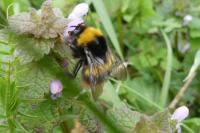 Bombus pratorum