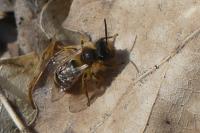 Andrena lagopus