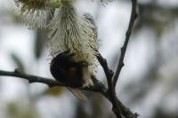 Bombus sp (terrestris/lucorum/cryptarum/magnus)