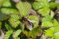 Andrena flavipes
