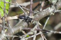 Andrena cineraria
