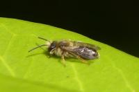 Andrena lagopus