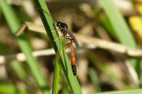 Ammophila heydeni