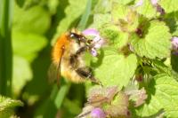 Bombus sp (pascuorum/humilis/muscorum)