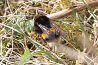 Bombus sp (terrestris/lucorum/cryptarum/magnus)