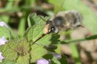Anthophora plumipes