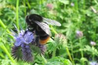 Bombus lapidarius