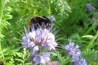 Bombus lapidarius