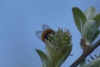 Osmia cornuta