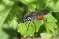 Nomada fabriciana