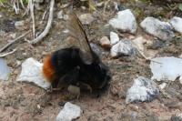 Bombus lapidarius
