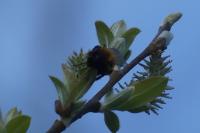 Osmia cornuta