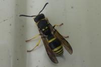 Ancistrocerus