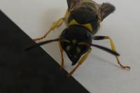 Ancistrocerus