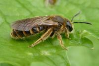 Andrena