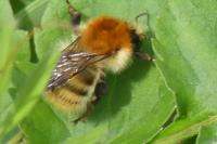 Bombus sp (pascuorum/humilis/muscorum)