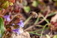 Anthophora plumipes