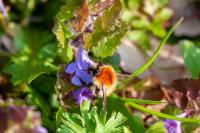 Bombus sp (pascuorum/humilis/muscorum)