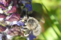 Anthophora plumipes