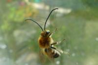 Eucera
